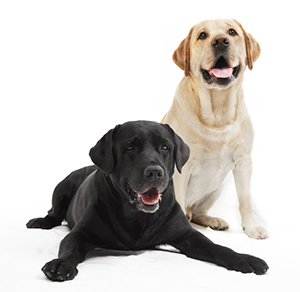 Mt. Sterling Veterinary Clinic is Proud to Serve You and Your Pets